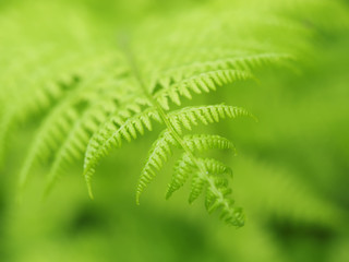 fern leaves in the forest
