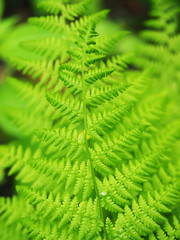 fern leaves in the forest