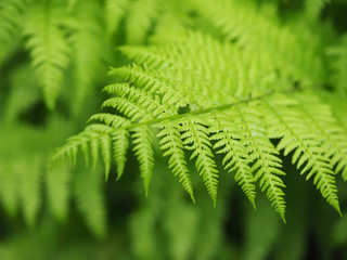 fern leaves in the forest