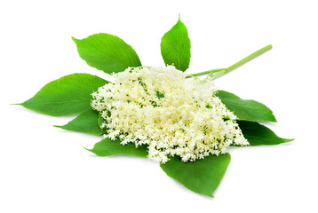 Sprig of sambucus with green leaves isolated on a white background. Design element for product label, catalog print, web use.
