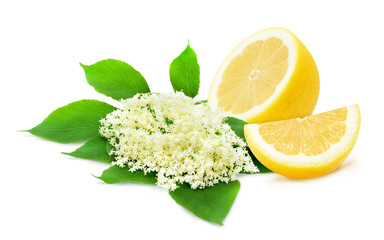 Sprig of sambucus with green leaves and half of lemon isolated on a white background. Ingredients for syrup. Design element for product label, catalog print, web use.