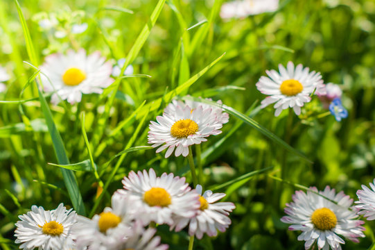 Camomile daisy meadow background
