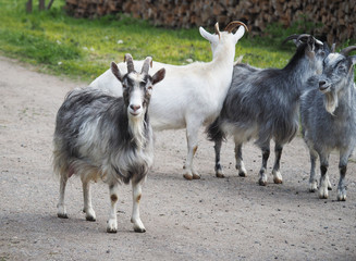 goats in the village