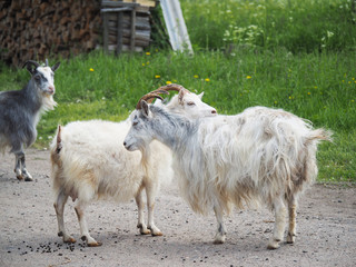 Obraz premium goats in the village