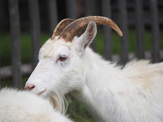 goats in the village