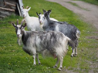 goats in the village