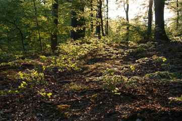 Beautiful green forest