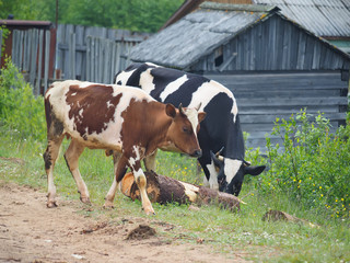 Naklejka na ściany i meble cow in the summer in the village