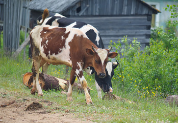 Naklejka na ściany i meble cow in the summer in the village