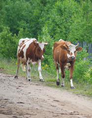 Obraz premium cow in the summer in the village