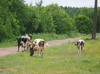 cow in the summer in the village