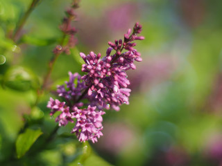 lilac flowers in the garden