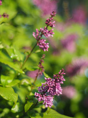 lilac flowers in the garden