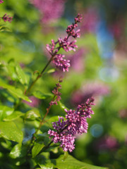 lilac flowers in the garden