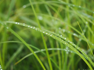 Fototapeta na wymiar grass in drops