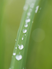 grass in drops