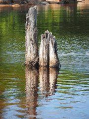 old wooden piles in the lake