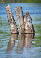 old wooden piles in the lake
