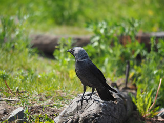Jackdaw on a log