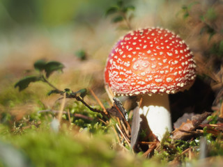 fly agaric mushroom in the forest