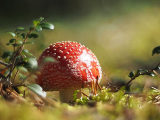 fly agaric mushroom in the forest