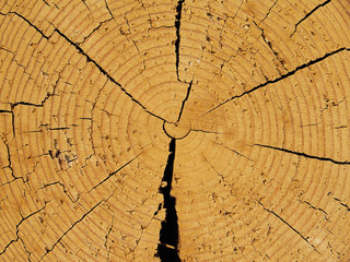 cut pine. Background
