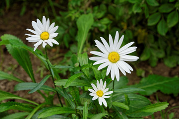 Fototapeta premium Three chamomiles in the garden.