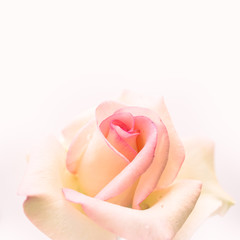 vintage color rose in soft and blur style for romantic background

