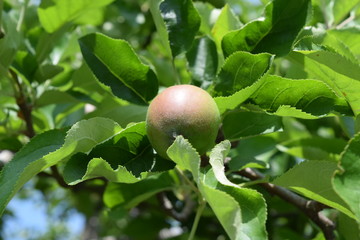 実り始めた青いリンゴ 直径約３cm