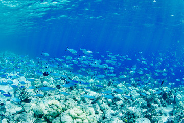 Fototapeta na wymiar wonderful underwater worl