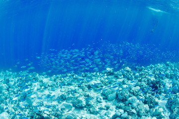 wonderful underwater worl