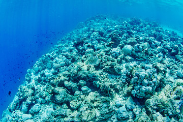 wonderful underwater worl