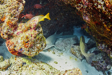 wonderful underwater worl