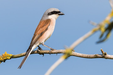 Neuntöter (Lanius collurio) Männchen sitzt auf einem Ast des Baumes