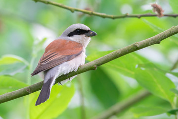 Neuntöter (Lanius collurio) Männchen sitzt auf einem Ast des Baumes