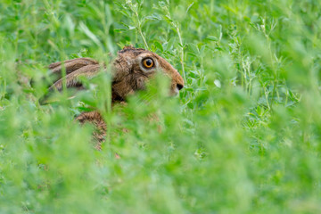 Feldhase (Lepus europaeus) versteckt sich in einem Feld