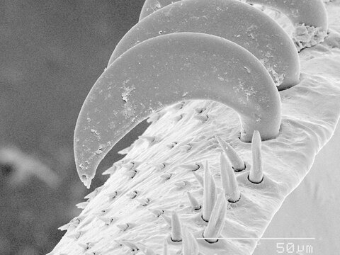 Hamuli of honeybee (Apis) wing SEM