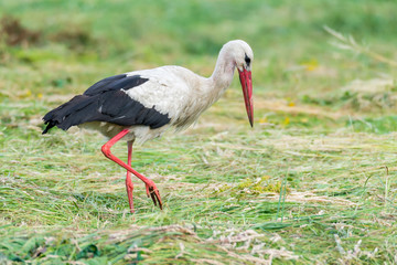 Storch Weißstorch (Ciconia ciconia) auf Nahrungssuche auf einer Wiese
