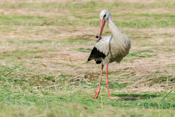 Storch Weißstorch (Ciconia ciconia) auf Nahrungssuche auf einer Wiese