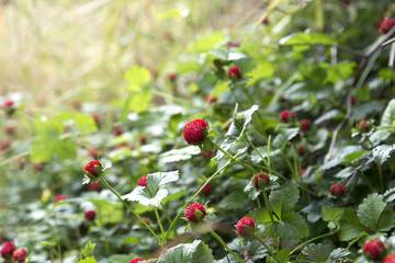berry in the green grass in a forest glade, summer evening