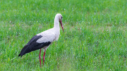 Storch Weißstorch (Ciconia ciconia) auf Nahrungssuche auf einer Wiese
