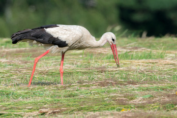 Storch Wei&szlig;storch (Ciconia ciconia) mit einem Grash&uuml;pfer bzw. Gro&szlig;en Heupferd im Schnabel