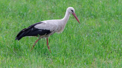 Storch Weißstorch (Ciconia ciconia) auf Nahrungssuche auf einer Wiese