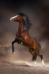 Fototapeta na wymiar Beautiful bay stallion rearing up in desert dust at darkness