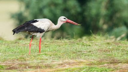 Storch Weißstorch (Ciconia ciconia) mit einem Grashüpfer bzw. Großem Heupferd im Schnabel