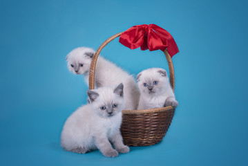 Scottish Fold kittens in a basket on a blue background