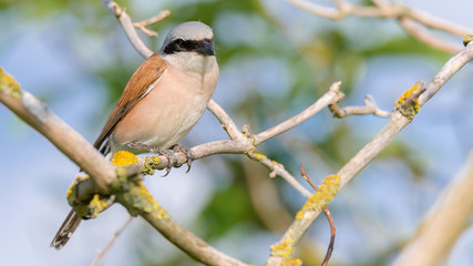 Neuntöter (Lanius collurio) Männchen sitzt auf einem Ast des Baumes