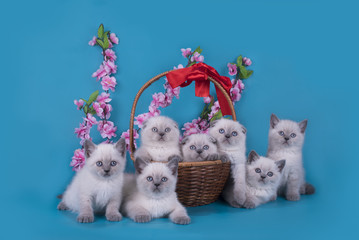 Fototapeta na wymiar Scottish Fold kittens in a basket on a blue background