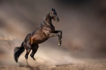 Beautiful bay stallion rearing up in desert dust  against dark storm sky