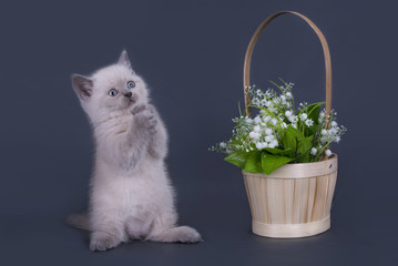 small Scottish Fold kitten on a colored background
